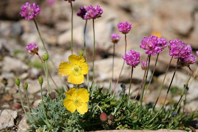 0303bloemen.jpg