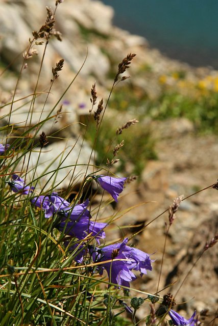 0309bloem.jpg