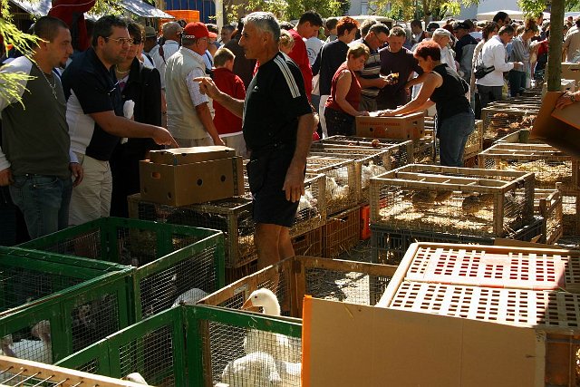 0355dierenmarkt.jpg
