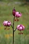 0058orchidée