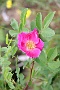 0061 alpenroosje