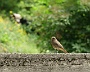 0226 vogel
