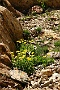 0298bloem