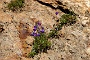 0299bloem