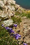 0309bloem