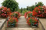 0342bloemenbrug
