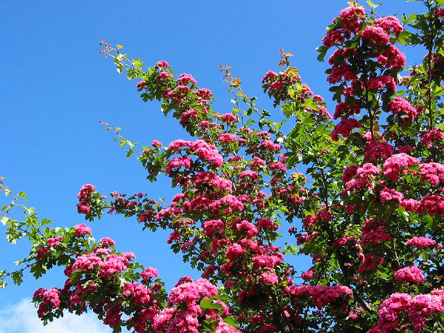 IMG_8120.JPG