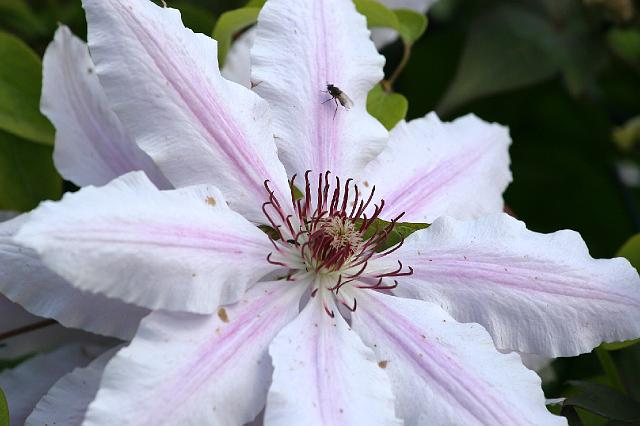 IMG_9821.jpg