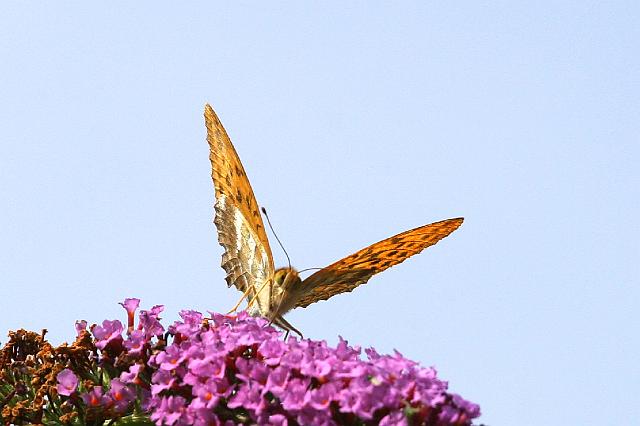 IMG_0323.jpg