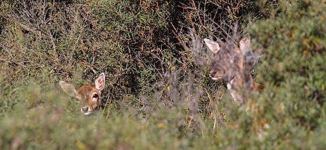 IMG_7794_resize.jpg