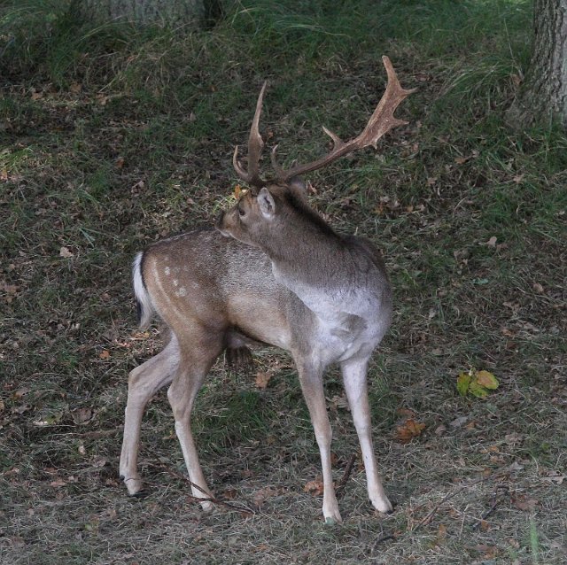 IMG_8185_resize.jpg