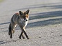 IMG_7948_resize